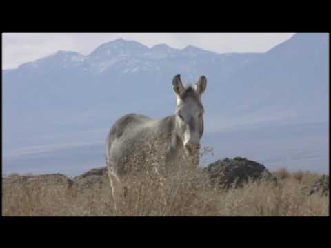 アルマ望遠鏡建設記録　パート2　「南十字星の下で」-ALMA-Video-2.-Under-the-Southern-Cross
